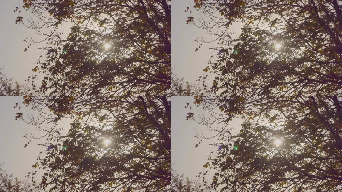 树叶逆光视频4K