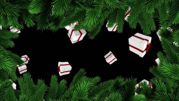 黑色背景上的礼物掉落在枞树树枝上的动画