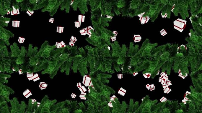 黑色背景上的礼物掉落在枞树树枝上的动画