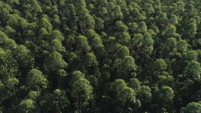 巴西的桉树种植园。纤维素纸农业。