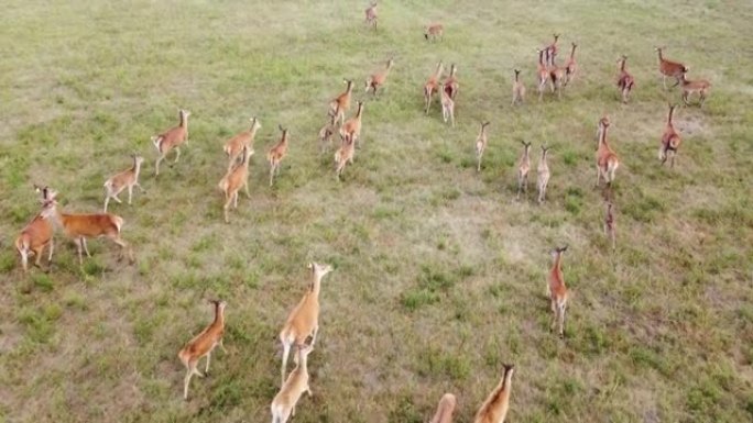 成群的of鹿在野外草地上奔跑。鹿是幼苗的危险害虫。直升机飞越野生动物。野生动物从上面