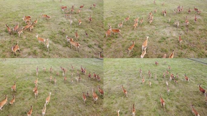 成群的of鹿在野外草地上奔跑。鹿是幼苗的危险害虫。直升机飞越野生动物。野生动物从上面
