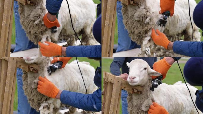 剪羊毛的农民。羊毛被农民从绵羊身上剪下来