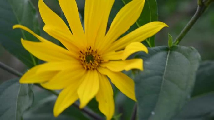 菊芋Helianthus tuberosus是田间的野生黄花药用植物。视频的特写。