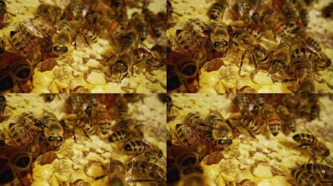 蜂箱里的蜜蜂。蜂窝特写。蜂巢宏观中的蜂群。蜜蜂家族在蜂窝上工作。梳子里的蜂蜜特写。有机养蜂或养蜂。慢