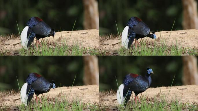 火背鸟:成年雄性凤头火背鸟(Lophura ignita)