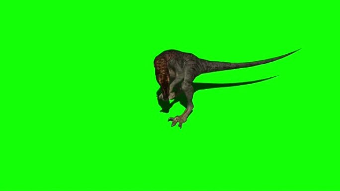 迅猛龙恐龙在绿色屏幕上攻击