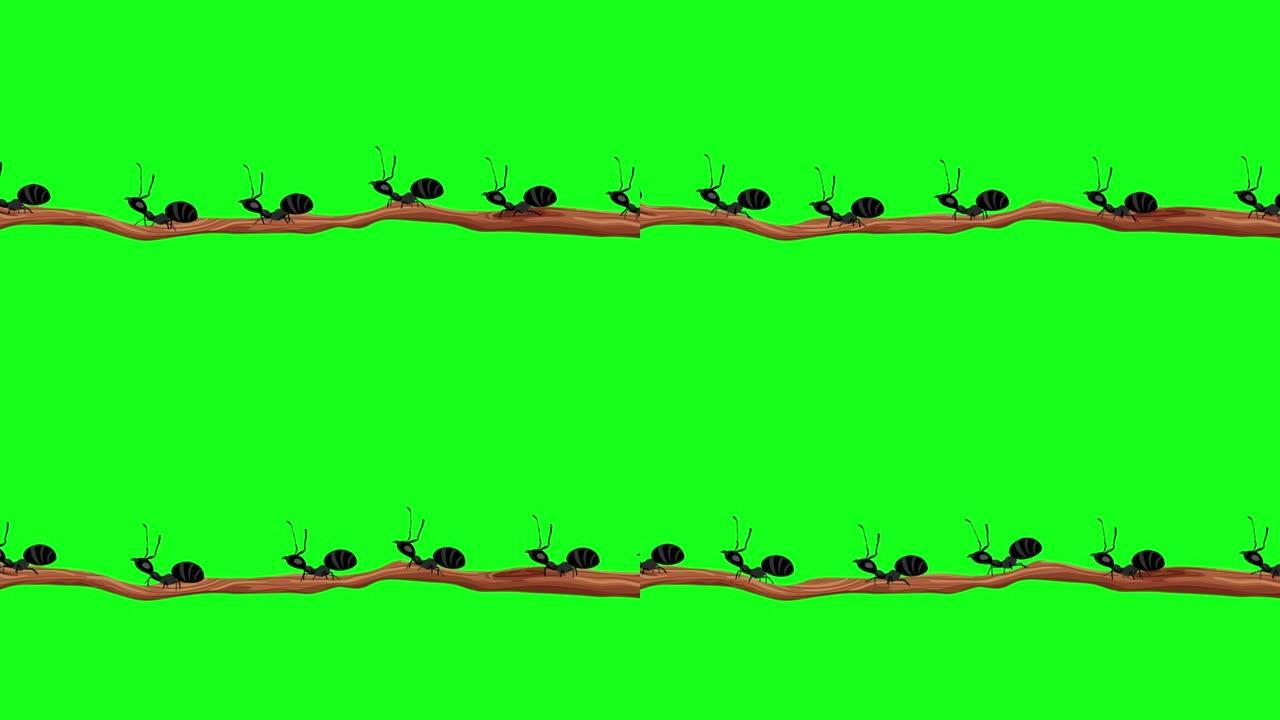 黑蚂蚁在无缝循环阿尔法通道的树枝上行走