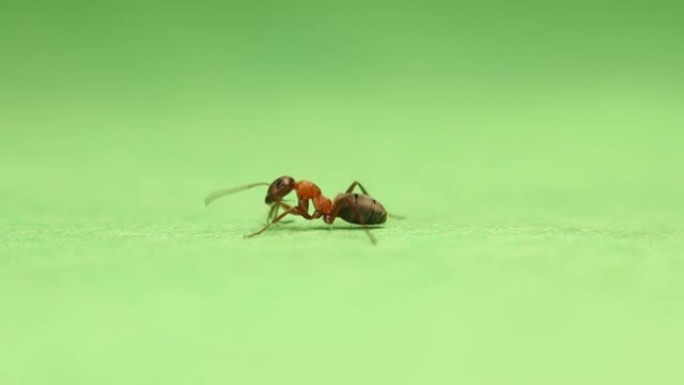 红色蚂蚁formica rufa在绿色背景上清洁自己。
这种昆虫也被称为红木蚁、南方木蚁或马蚁。
工