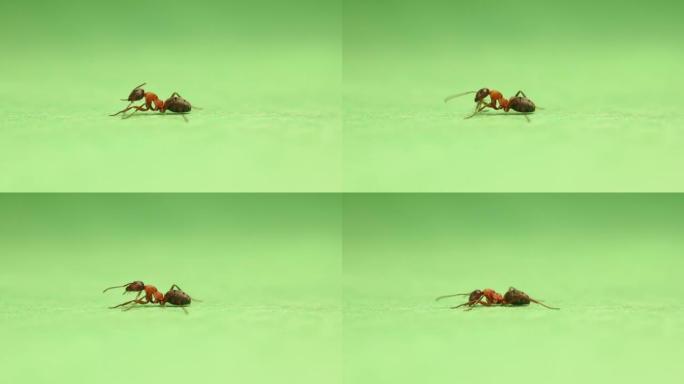红色蚂蚁formica rufa在绿色背景上清洁自己。
这种昆虫也被称为红木蚁、南方木蚁或马蚁。
工