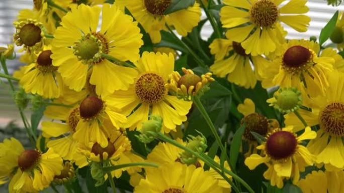 Helenium autumnale是向日葵家族中的一种北美开花植物。常用名称是普通的喷嚏草。