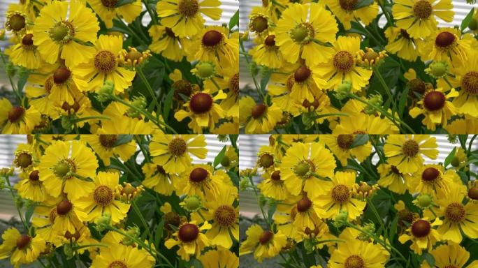 Helenium autumnale是向日葵家族中的一种北美开花植物。常用名称是普通的喷嚏草。