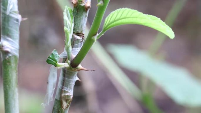 用目测法将改良品种在树上或植株上进行馈赠，用嫁接法将改良品种成功移植到果树上