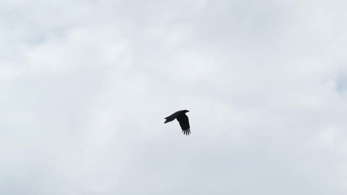 慢动作乌鸦鸟在天空飞行。