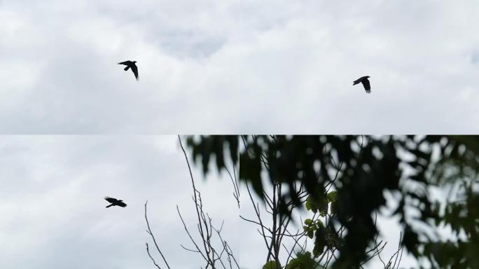 慢动作乌鸦鸟在天空飞行。