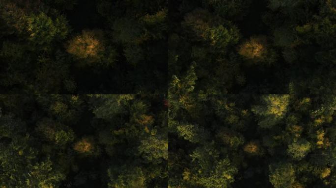 秋天是乡村林地的颜色。无人机在自然界中放大旋转超过彩色纹理。早秋在森林空中俯视图。平静的混交林，绿色