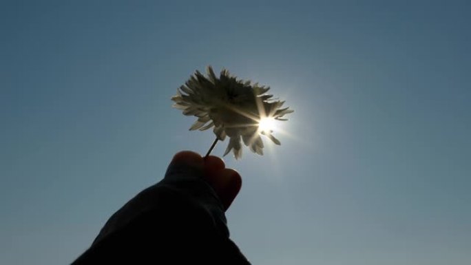 雌性将一朵花伸向天空，朝向太阳，阳光。4K
