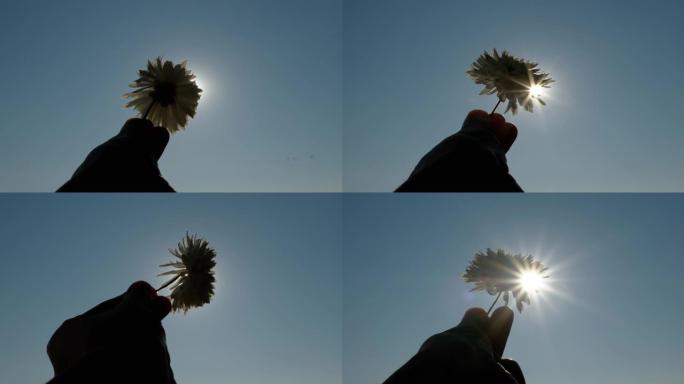 雌性将一朵花伸向天空，朝向太阳，阳光。4K