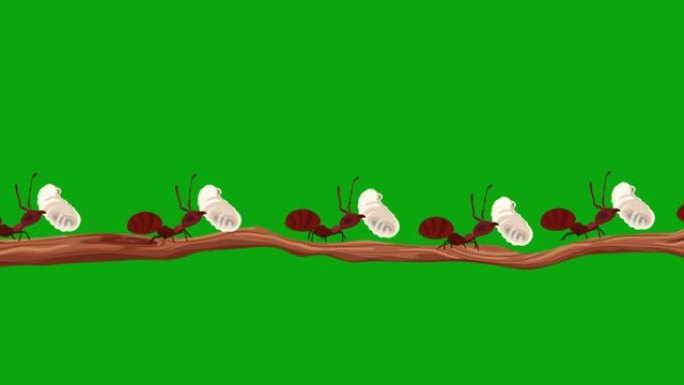 蚂蚁在绿色屏幕上无缝循环携带幼虫