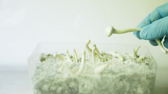 带有psilocybin蘑菇菌丝体的无菌容器。拉斯塔怀特变种的图钉和原基。培育，创造条件。微剂量