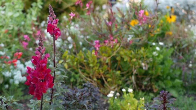 五颜六色的野花盛开，春晨草甸，天然植物背景。花娇嫩的绽放柔和的焦点，美国加利福尼亚州的园艺。五彩浪漫