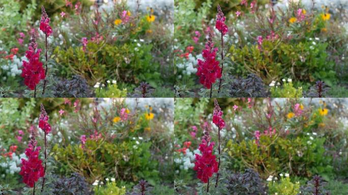五颜六色的野花盛开，春晨草甸，天然植物背景。花娇嫩的绽放柔和的焦点，美国加利福尼亚州的园艺。五彩浪漫