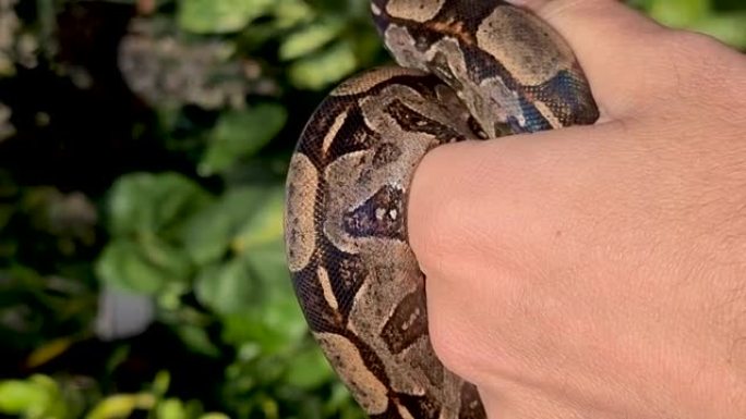 蟒蛇 (boa constrictor)，也称为红尾蟒蛇或普通蟒蛇，是一种大型，无毒，身体沉重的蛇