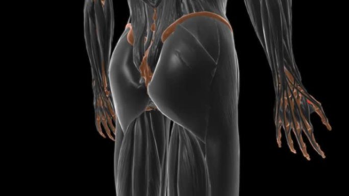 医学概念3D的屈肌短肌解剖