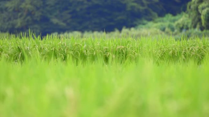 稻米在风中摇曳丰收农田稻子