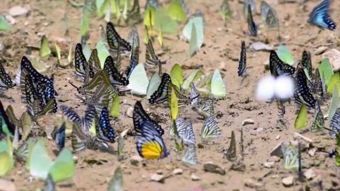 蝴蝶群在泰国Phetchaburi的Kaeng Krachan国家公园的Ban Krang营地吃矿物