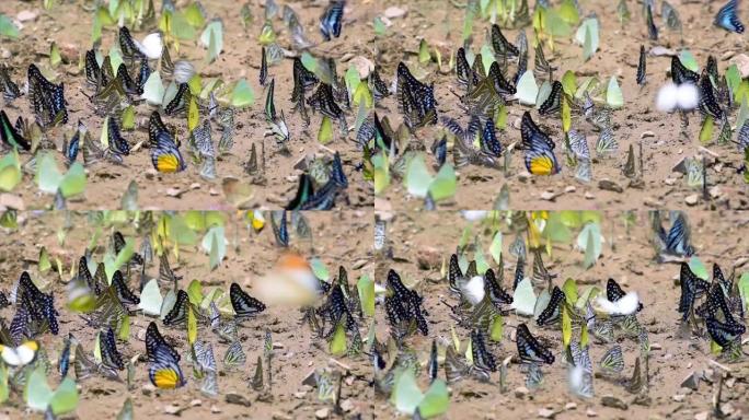 蝴蝶群在泰国Phetchaburi的Kaeng Krachan国家公园的Ban Krang营地吃矿物