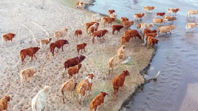 在河边放牧的e pasture.ca牛群的鸟瞰图。牛过河。