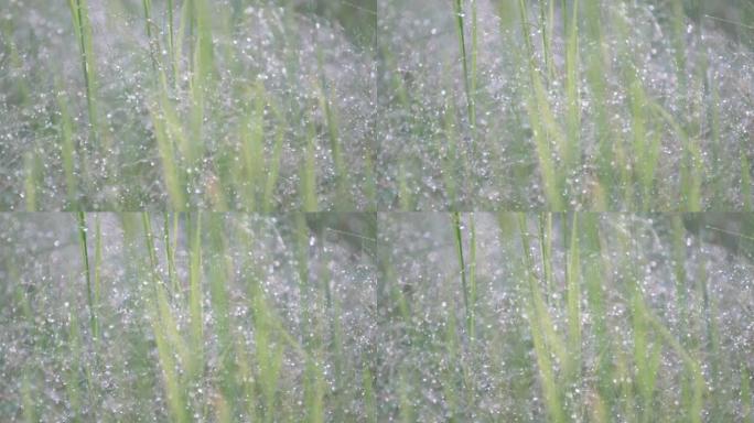 芦苇花，洒水喷头