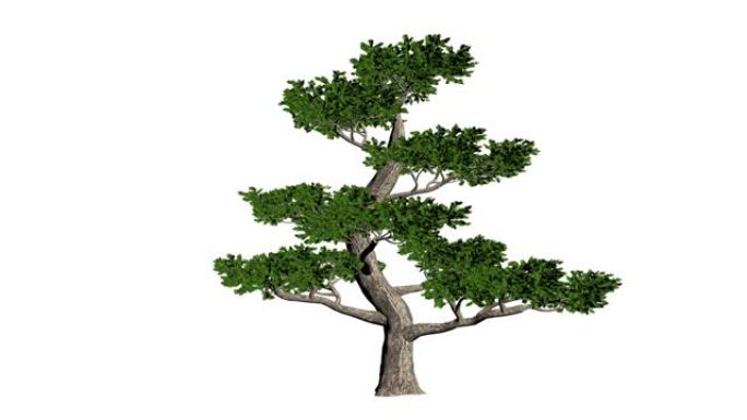 Pertusa树无缝循环，白色背景