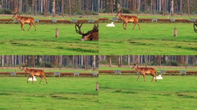 一只母鹿沿着绿色的草地行走，她走到一边并缓解