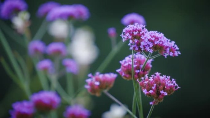 花园里盛开的马利筋花