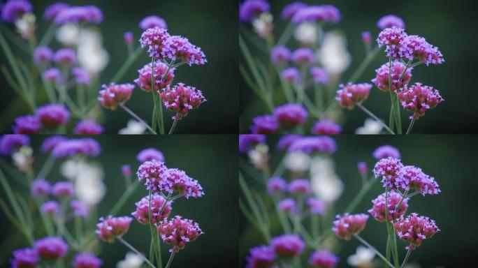 花园里盛开的马利筋花