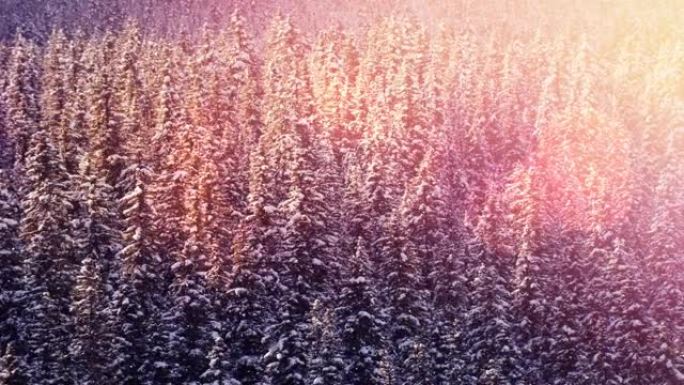 冬季乡村风光中的杉木上发光点动画