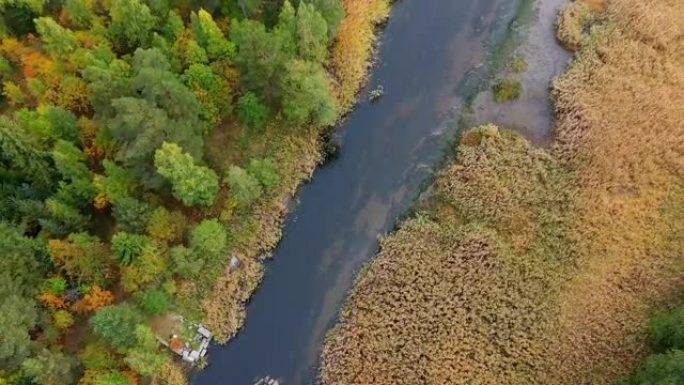 一条秋天的北部森林在一条河上，芦苇中有河道和沼泽的河岸，从无人驾驶飞机的顶部可以看到。离俄罗斯维堡市