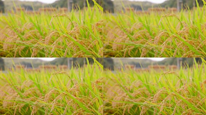 新鲜大米在风中摇曳