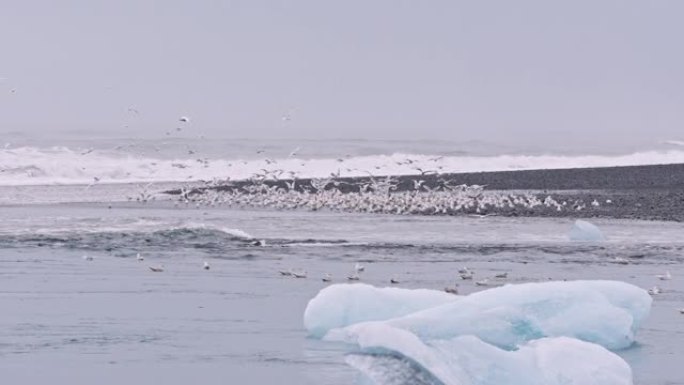 冰岛钻石海滩上的海鸥