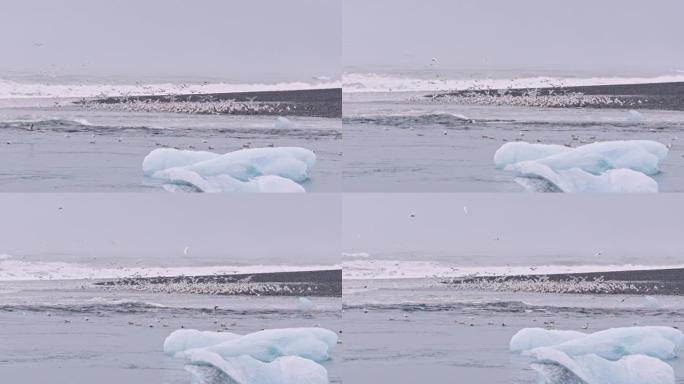 冰岛钻石海滩上的海鸥