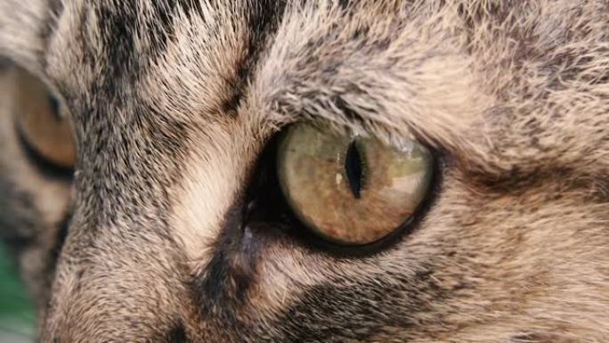 动物眼。猫眼。微距摄影。