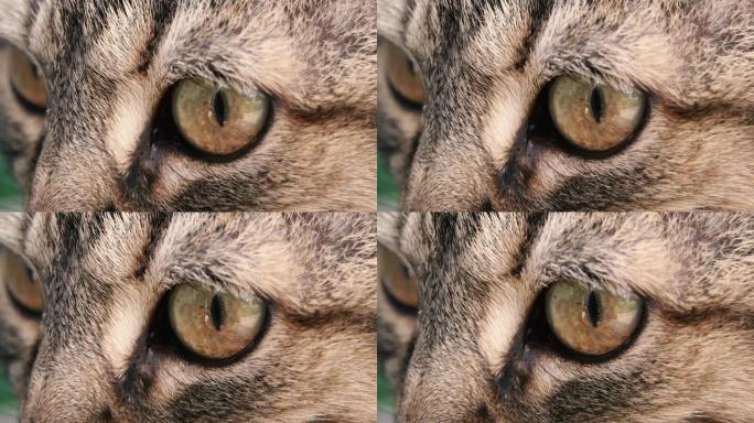 动物眼。猫眼。微距摄影。