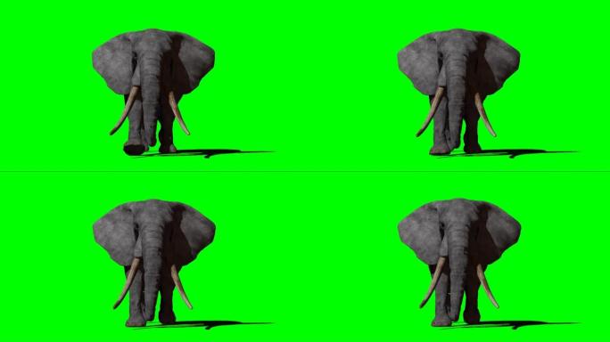 大象在绿色屏幕上行走