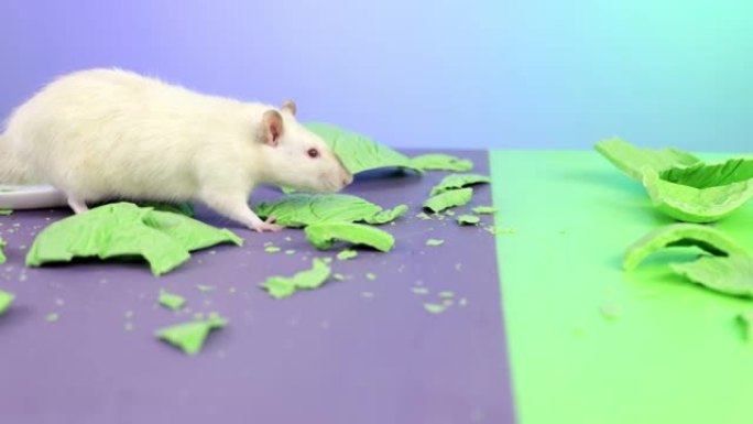 白鼠在桌子上行走。