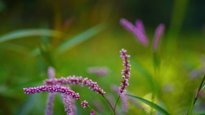 起绒花-拉丁名-仿金雀花