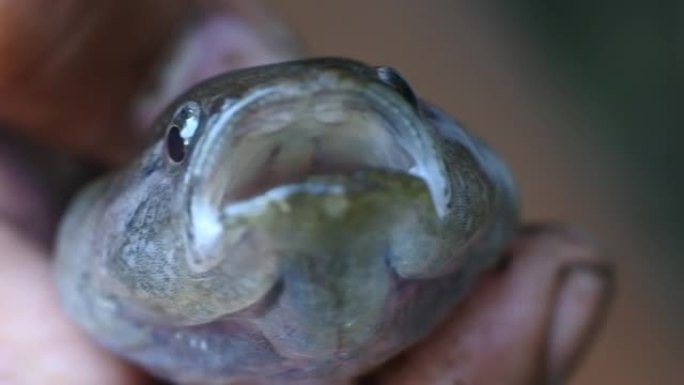 小软木鱼 (Channa striata) 在手高清视频。鱼嘴的特写。淡水鱼镜头。