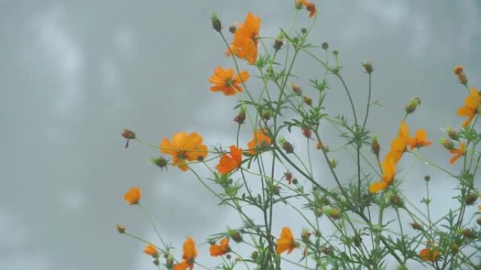 风吹来，雨滴在新鲜的黄花金鸡菊上。