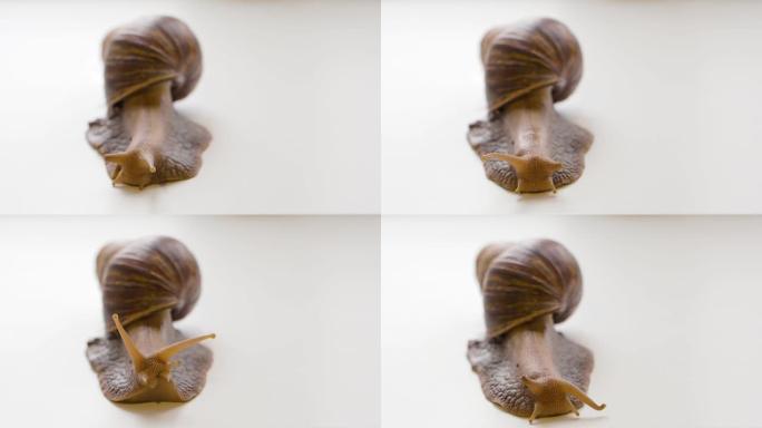 Achatina fulica爬过白色背景。她扭动触角和眼睛。蜗牛养殖概念的皮肤护理